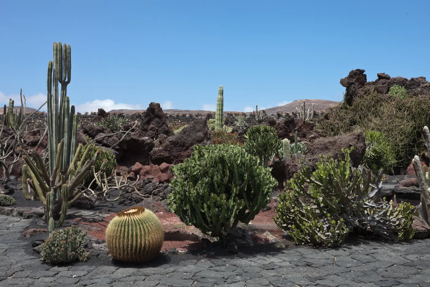 Columnar and barrel cacti among dark lava rocks on a paved path in the Jardín de Cactus at Guatiza.
