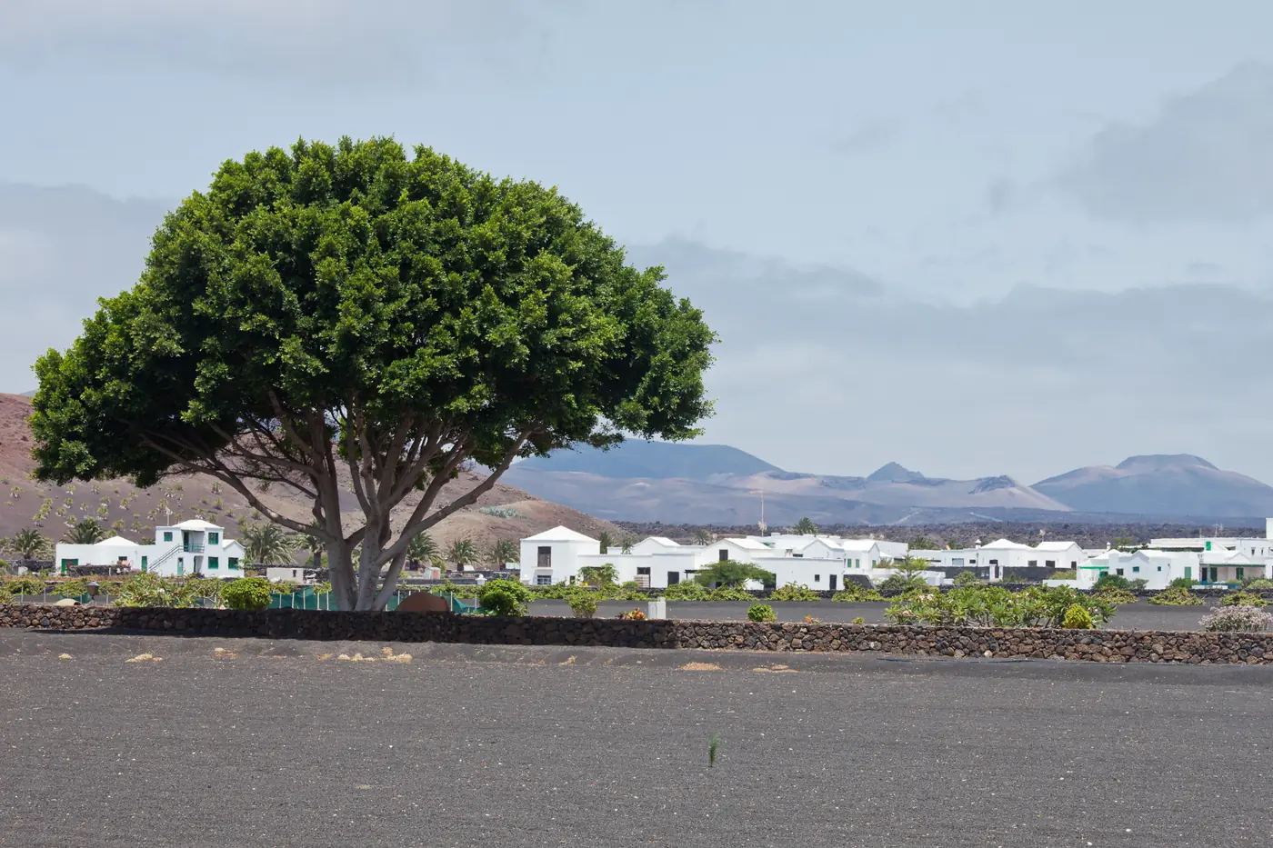 A broad tree in front of Yaiza's white houses, with volcanic mountains on the horizon.