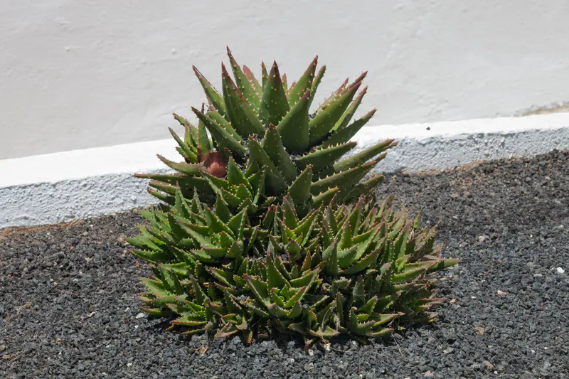 Aloe growing above the seafront at Puerto del Carmen, Lanzarote.